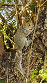 Squirrel on tree