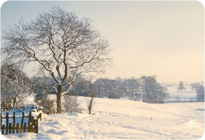 Bare trees on snow covered field