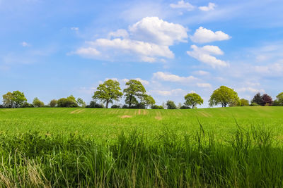 Scenic view of agricultural field against sky