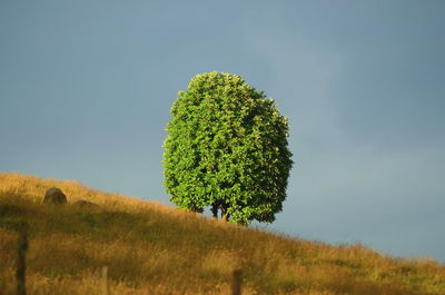 Plant growing on field against sky