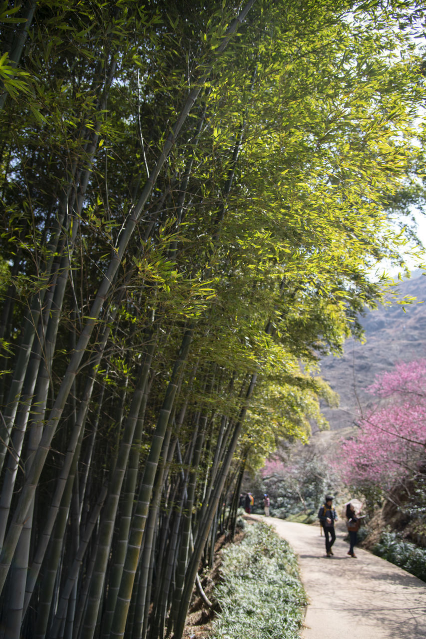 VIEW OF PEOPLE WALKING ON FOOTPATH IN FOREST