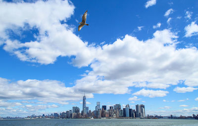 Low angle view of birds flying in city