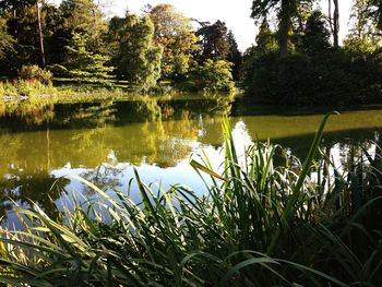 Reflection of trees in lake