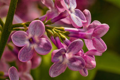 Close-up of pink flowering plant