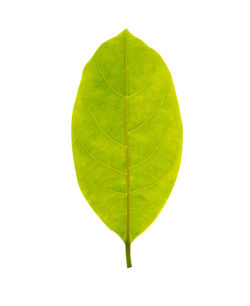Close-up of leaf over white background