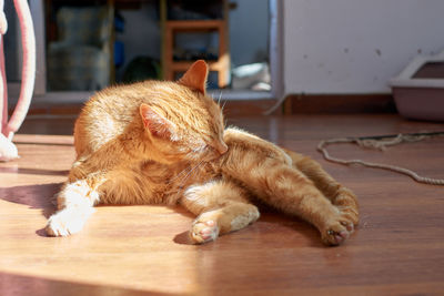 Cat sleeping on floor at home