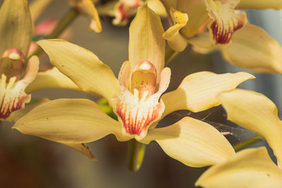 Close-up of red flower