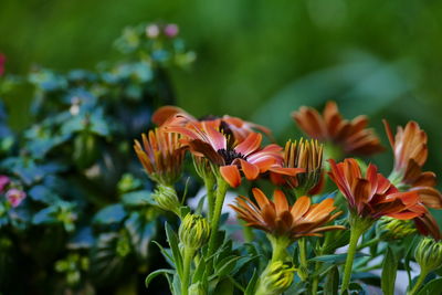 Close-up of orange flowers on plant