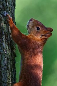 Close-up of a squirrel on tree trunk