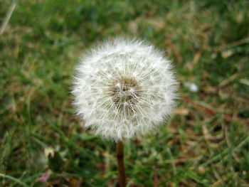 Close-up of dandelion