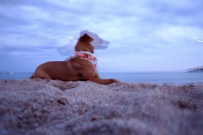 Dog looking at sea