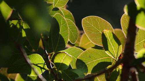 Close-up of leaves