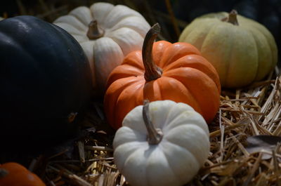 Close-up of pumpkins on field