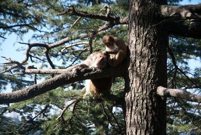 Low angle view of monkey sitting on branch