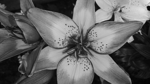 Close-up of white lilies