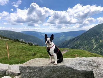 Rear view of dog sitting on mountain against sky