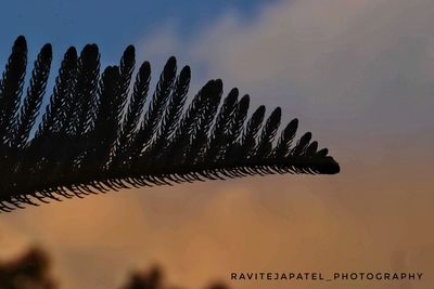 Low angle view of palm tree against sky