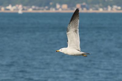 Side view of seagull flying over water