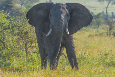 Elephant in a field