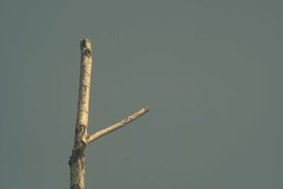 Low angle view of cigarette on wooden post against sky