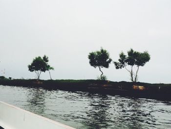 Reflection of trees in water