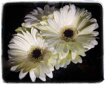 Close-up of daisy flowers against black background