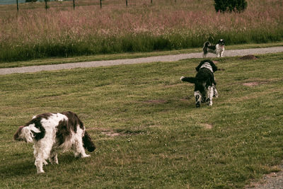 Dog playing on field