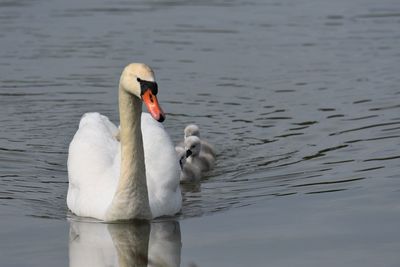 Swan swimming in lake