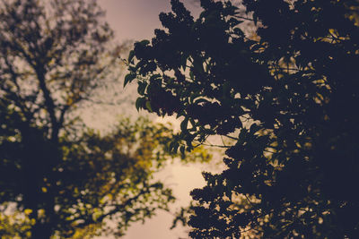 Low angle view of flower tree