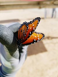 Close-up of butterfly on statue