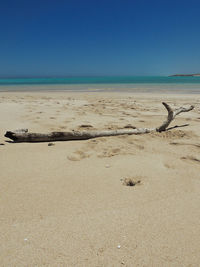 Driftwood on beach against clear blue sky