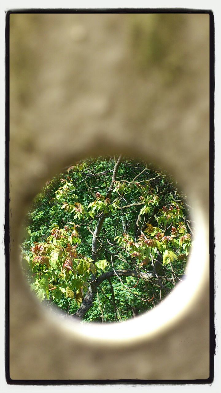 transfer print, growth, auto post production filter, plant, close-up, green color, nature, leaf, selective focus, freshness, focus on foreground, potted plant, beauty in nature, tree, no people, high angle view, indoors, growing, day, tranquility