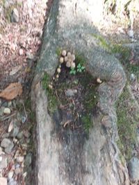 High angle view of lizard on tree trunk