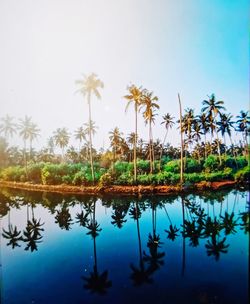 Reflection of palm trees on lake against sky