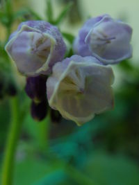 Close-up of flower blooming outdoors