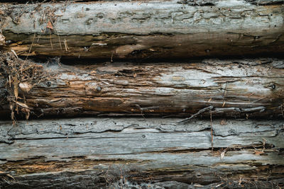 Full frame shot of tree trunk