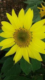 Close-up of yellow sunflower blooming outdoors