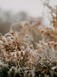 Close-up of frozen plant on field