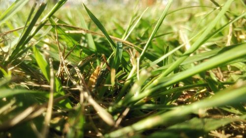 Close-up of grass growing on field