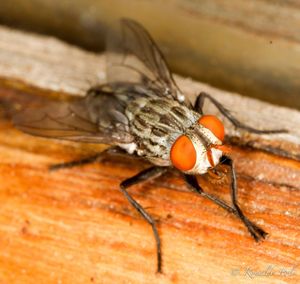 Close-up of insect