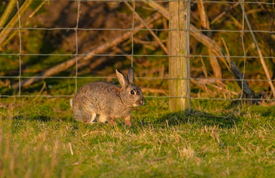 Rabbit on grassy field