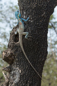 Close-up of lizard on tree trunk