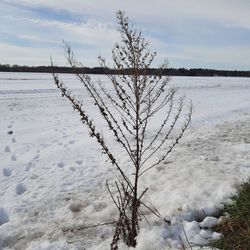 Bare tree on snow covered land against sky