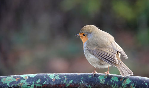 Close-up of robin perching on railing