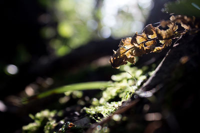 Close-up of insect on plant