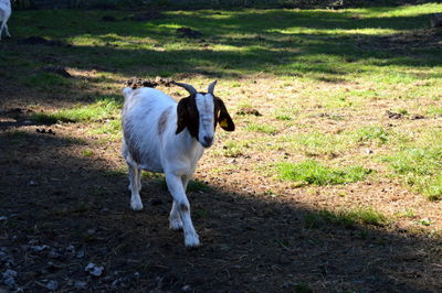 Horse on field