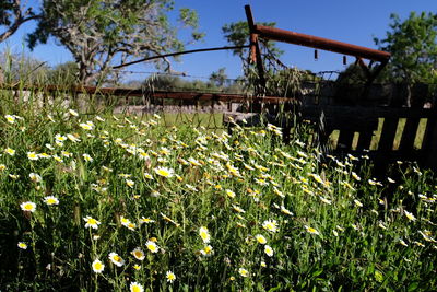 Plants growing on field against sky