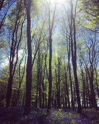 Trees in forest