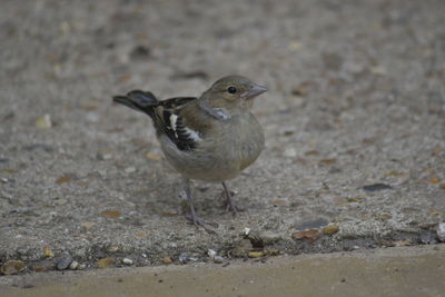 Close-up of a bird on land