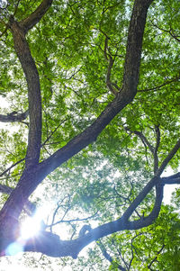 Low angle view of trees in forest